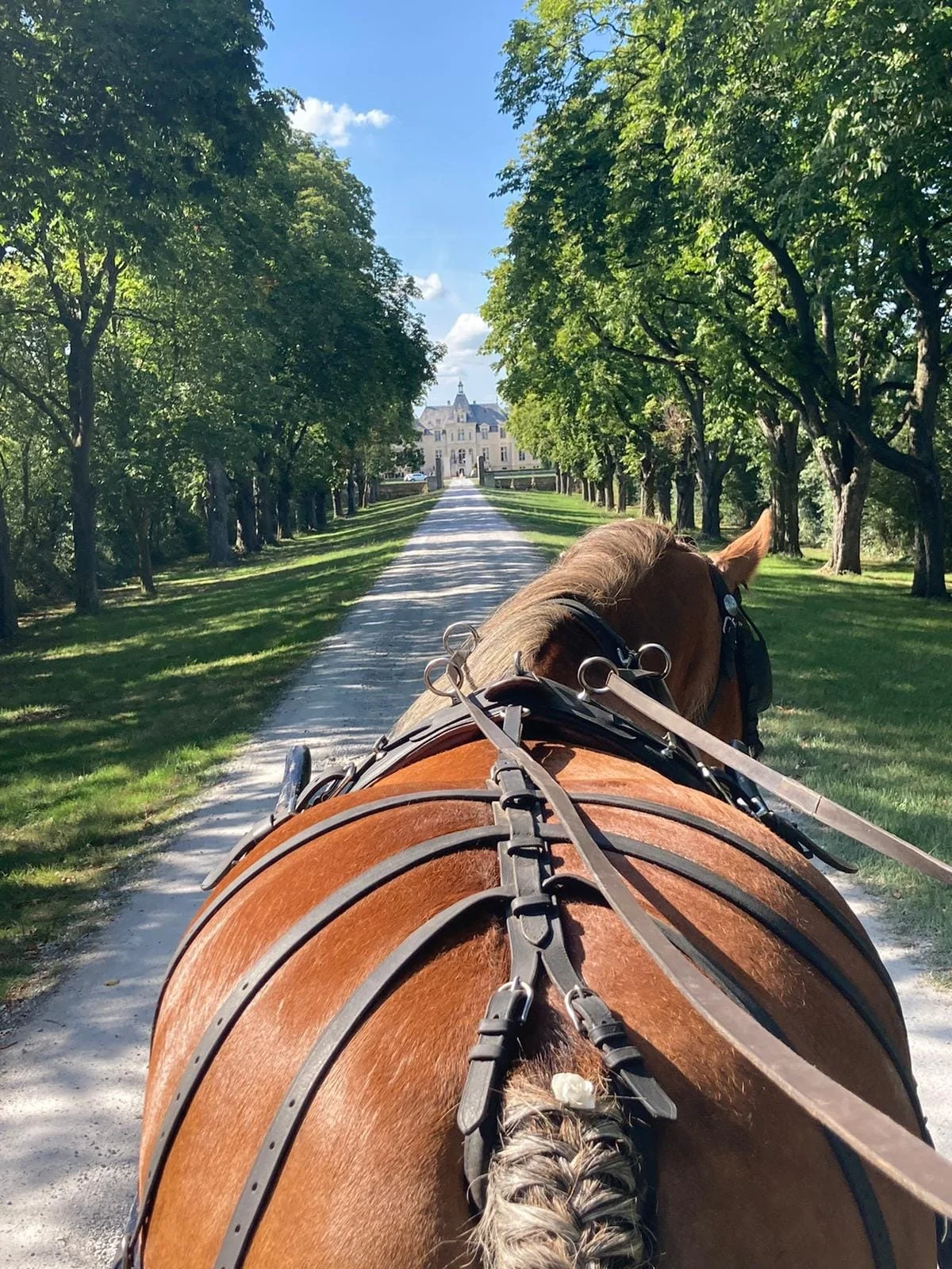 Vue depuis une calèche : l’allée de platanes mène à un château, entre les deux oreilles d’un cheval attelé